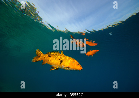 Koi sind Süßwasser Karpfen in Teichen angehoben Stockfoto