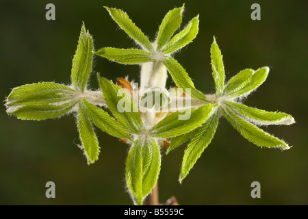 Rosskastanie (Aesculus Hippocastanum) Blätter im Frühling Stockfoto