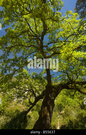 Portugiesische Eiche (Quercus Faginea) Sierra de Grazalema, Andalusien, Süd-West-Spanien Stockfoto