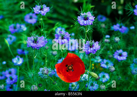 Nigella mit Papaver Rhoeas in einem Landschaftsgarten Stockfoto