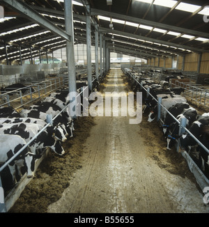 Holstein-Friesian Milchkühe Essen Silage in großen modernen Tierhaltung Haus Stockfoto