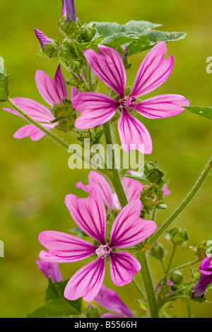 Gemeinsamen Malve Malva Sylvestris in Blume verbreitete wilde Pflanze, die auch in Gärten angebaut Stockfoto