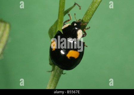 Asian Lady Beetle (Harmonia Axyridis) klettern am Werk Stockfoto
