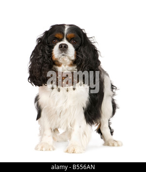 Cavalier King Charles Spaniel 6 Jahre vor einem weißen Hintergrund Stockfoto