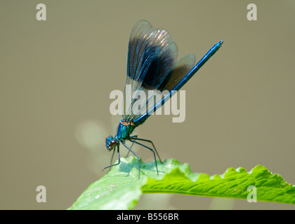 Eine männliche gebändert Demoiselle Damselfly (Calopteryx Splendens) erstreckt sich seine Flügel auf einem Blatt Stockfoto