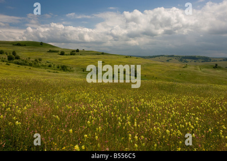 Die große öffnen blumige Wiesen rund um den sächsischen Dorf Viscri in Siebenbürgen Rumänien Yellow Rattle und Esparsette dominant Stockfoto