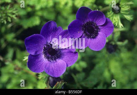 Blaue Blumen von Anemone coronaria Stockfoto