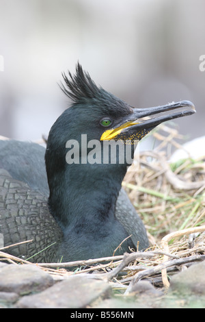 SHAG Phalacrocorax Aristotelis SITTING ON NEST FRONT VIEW CLOSE UP Stockfoto