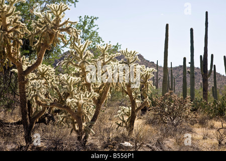 Jumping Cholla Saguaro NP Arizona USA Stockfoto