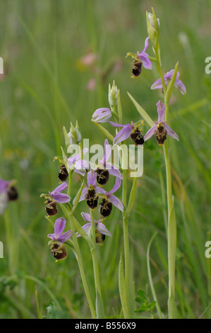 Späten Spider Orchid (Ophrys Holoserica, Ophrys Fuciflora), Blüte Stockfoto