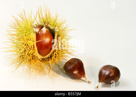 Spanische Kastanie, Edelkastanie (Castanea Sativa), essbaren Kastanien, Studio Bild Stockfoto