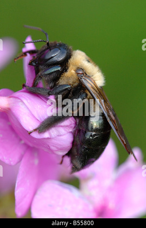 Gemeinsame westliche Honigbiene Apis mellifera Stockfoto