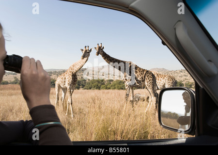 Safari-Fahrzeug mit Touristen, auf der Suche im Giraffe mit Fernglas, Gauteng, Südafrika Stockfoto