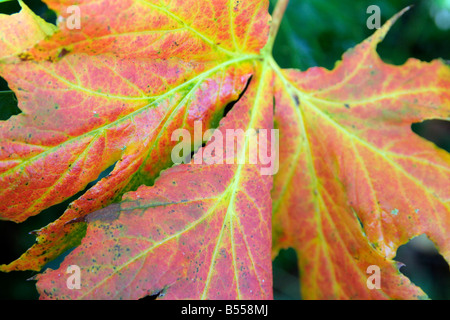 ACER PLATANOIDES PALMATIFIDUM SYN ACER PLATANOIDES LORDBERGII Stockfoto