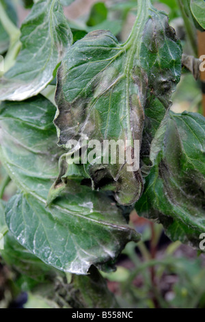 SYMPTOME DER KNOLLENFÄULE PHYPHTOPTERA INFESTANS AUF TOMATEN-EINZAHLUNG AUF BLATT IST SCHWEFEL-VERBINDUNG Stockfoto