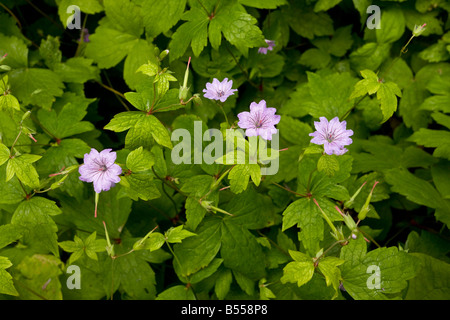 Geknotete Storchschnabel Geranium nodosum Stockfoto