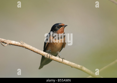 Junge Rauchschwalbe Hirundo Rustica Israel Frühjahr Juni 2007 Stockfoto