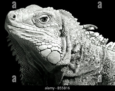 USA, Iguana ist eine Gattung der Eidechse in tropischen Gebieten Mittel- und Südamerika und der Karibik heimisch. Stockfoto