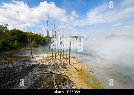 Geothermischen Quellen in Kuirau Park, Rotorua, Nordinsel, Neuseeland Stockfoto