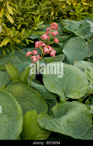 Rodgersia Pinnata Superba unter Hosta Blättern Stockfoto