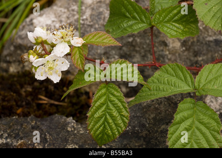 Kratzbeere Rubus Caesius in Blüte auf Kalkstein Pflaster Cumbria Stockfoto