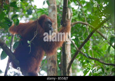 Ein Orang-Utan im Wald bei Semenggoh Orang Utan Sanctuary nr Kuching Sarawak Malaysia Stockfoto