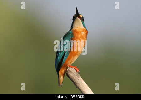 Gemeinsamen Kingfisher Alcedo Atthis AKA eurasischen Eisvogel oder Fluss Kingfisher Israel August 07 Stockfoto