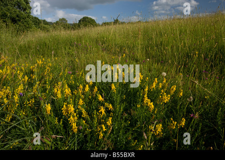 Dyer's Greenweed Genista Tinctoria in alten Mähwiese Somerset Stockfoto