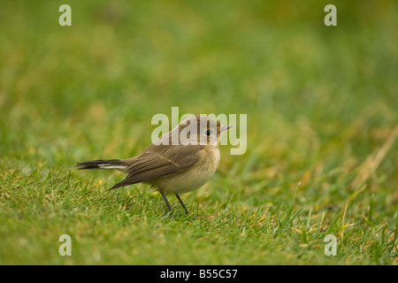 Juvenile Red-breasted Fliegenschnäpper (Ficedula Parva) bei Sumburgh, Shetland, Schottland Stockfoto