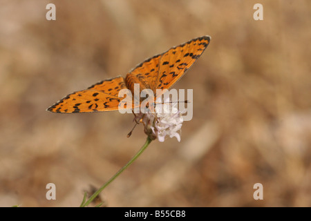 Lesser Spotted Fritillary Melitaea Trivia erschossen Schmetterling in Israel Sommer Juni Stockfoto