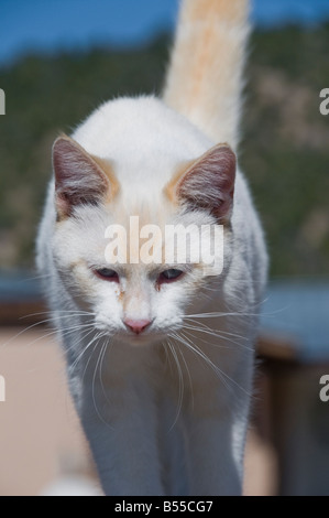 Weiße Hauskatze zu Fuß entlang der Wand Stockfoto