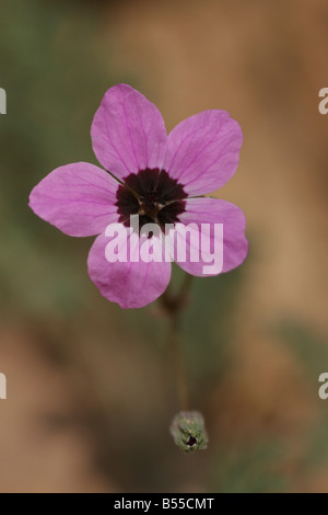 Wüste Erodium Erodium Touchyanum Israel Frühjahr März 2008 Stockfoto