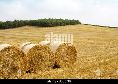 Heu Ballen Stockfoto