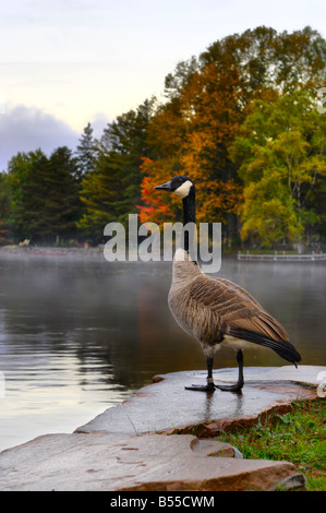 Kanadische Gans am See Buchten bei Sonnenaufgang Stockfoto