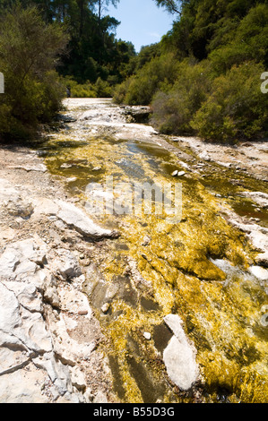 Heiße Quellen mit Mineral Ablagerungen im thermischen Bereich Wai-O-Tapu, in der Nähe von Rotorua, Nordinsel, Neuseeland Stockfoto