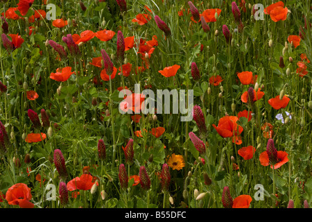 Feld Mohnblumen Papaver Rhoeas und Crimson Clover Trifolium Incarnatum Ssp Incarnatum gepflanzt Mischung Frankreich Stockfoto