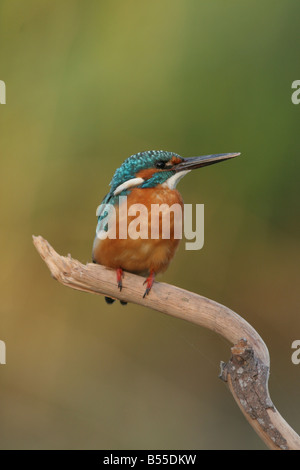 Gemeinsamen Kingfisher Alcedo Atthis AKA eurasischen Eisvogel oder Fluss Kingfisher Israel August 07 Stockfoto
