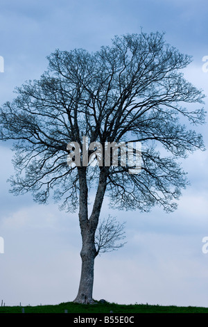 Platane (Acer Pseudoplatanus) in der Silhouette in der Abenddämmerung, Auvergne, Frankreich Stockfoto