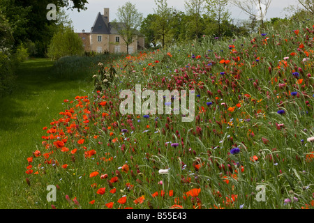 Bank von gepflanzten Maisfeld Unkraut etc. auf einem Schloss bei Murs südlich von Chatillon Sur Indre, Frankreich Stockfoto