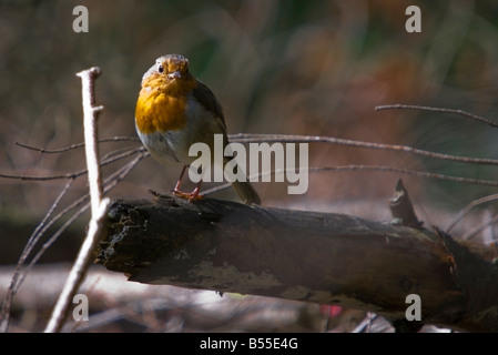 Blick auf ein Rotkehlchen, Erithacus Rubecula, auf einem gebrochenen Baumstamm Stockfoto