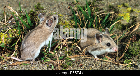 zwei chinesische gestreiften Hamster / Cricetulus Barabensis Stockfoto