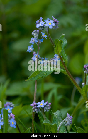 Holz, vergiss mich nicht Myosotis Sylvatica in Blüte im Frühjahr nach dem Regen im Wald Frankreich Stockfoto