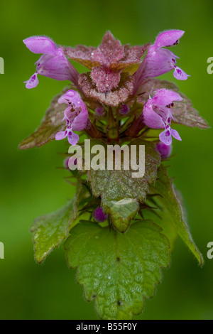 Red Dead Nessel Lamium Purpureum in gemeinsamen Unkraut Blume im Königreich Stockfoto