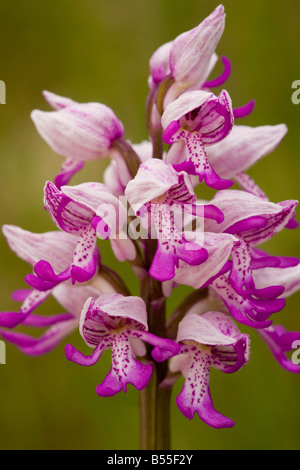 Soldat, Orchidee oder militärische Orchidee (Orchis Militaris), Nahaufnahme, Cavennen, Frankreich, Europa Stockfoto