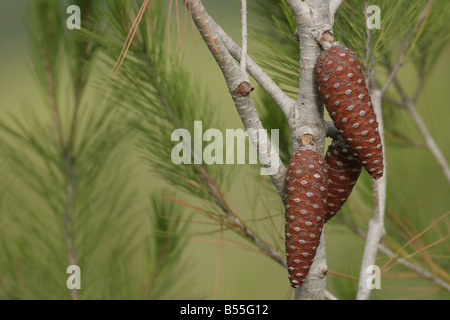 Zapfen und Blätter von der Aleppo-Kiefer-Pinus halepensis Stockfoto