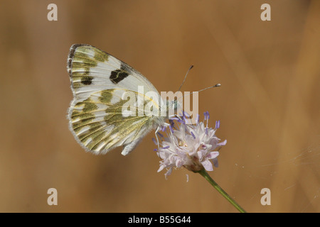 Bad weiß Pontia Daplidice erschossen Schmetterling in Israel Sommer Juni Stockfoto