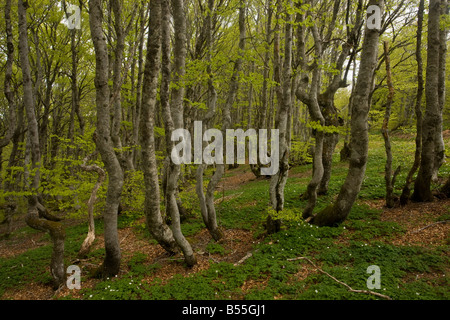 Montane Buche Wald Fagus Sylvatica am Mont Aigoual Cevennen Frankreich Stockfoto