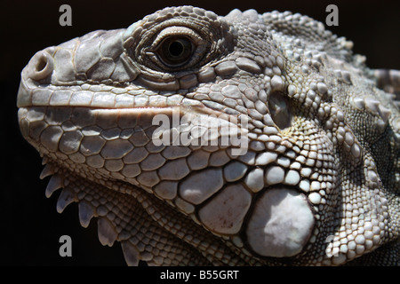 USA, Iguana ist eine Gattung der Eidechse in tropischen Gebieten Mittel- und Südamerika und der Karibik heimisch. Stockfoto