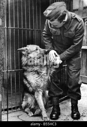 Dem zweiten Weltkrieg. Maskottchen Hunde. Die Firma Elsässer Hund wird in Zwingern genommen, wie sie für die Bereitstellung in Frankreich vorzubereiten. April 1940 Stockfoto