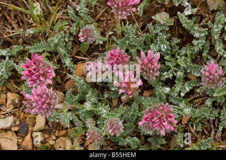 Berg Niere Wicke Anthyllis Montana in Blüte auf Kalkstein Causse Südfrankreich Stockfoto